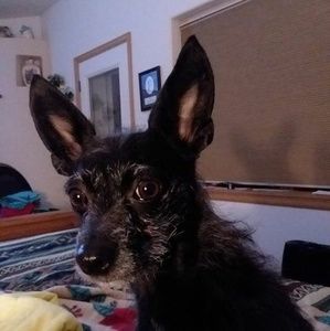 Meet your Posher, Irma